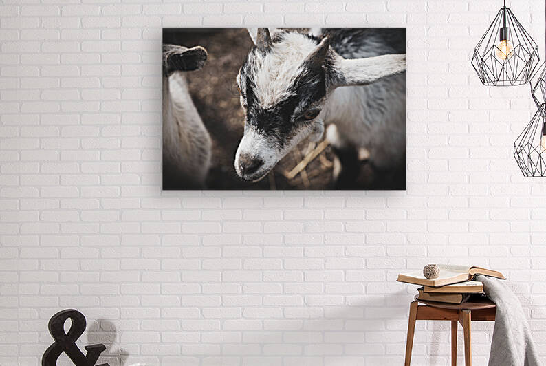 Nouveau bebe chevreau by Melissa Lefebvre