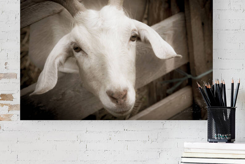 Chevre et desepoire sepia by Melissa Lefebvre