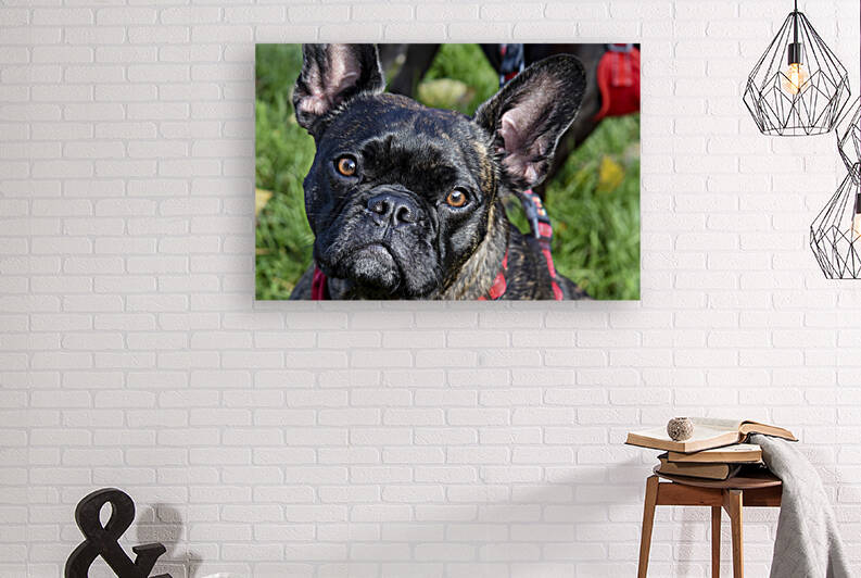 Bulldog en promenade by Melissa Lefebvre