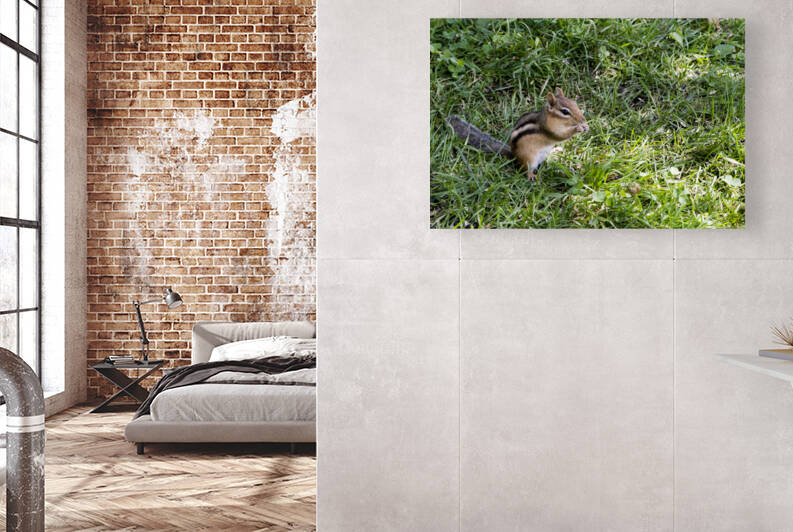 Suisse du Quebec by Melissa Lefebvre