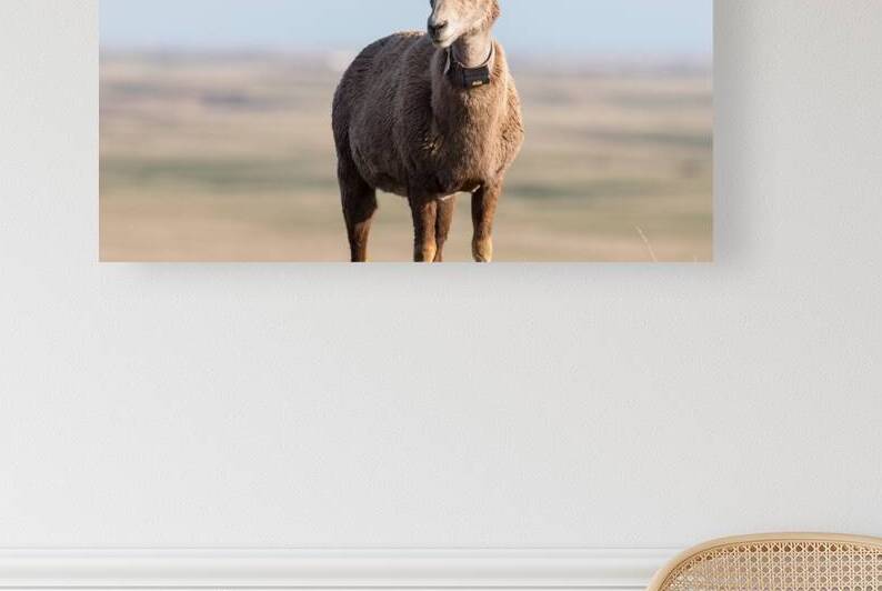 Badlands Bighorn A Glimpse of Audubons Majestic Sheep by Bo Insogna