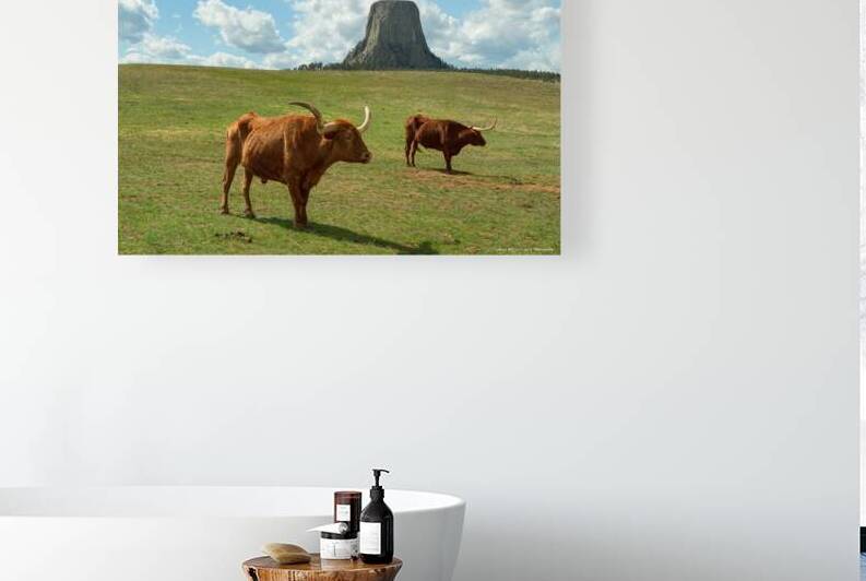 Longhorn Cattle and Devils Tower by Bo Insogna