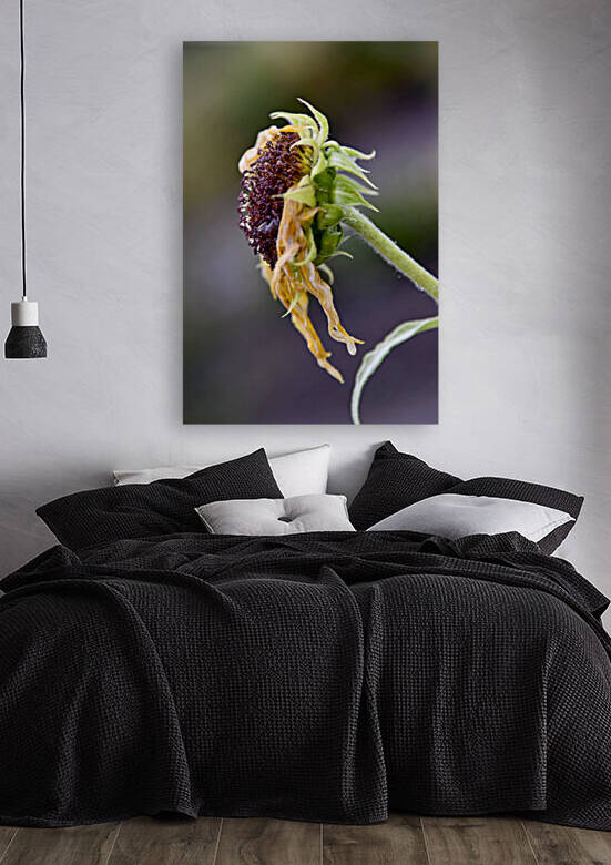 Tournesol en fin de vie by Melissa Lefebvre