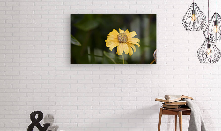 fleur au soleil by Melissa Lefebvre