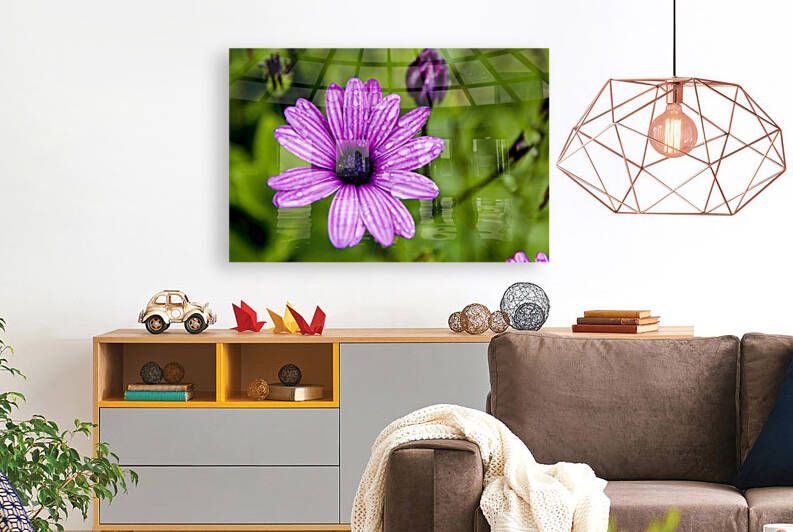 Anemone by Melissa Lefebvre