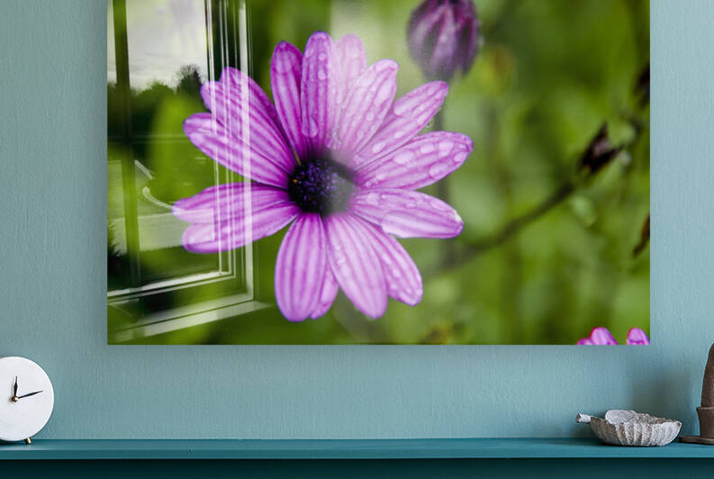 Anemone 2 by Melissa Lefebvre