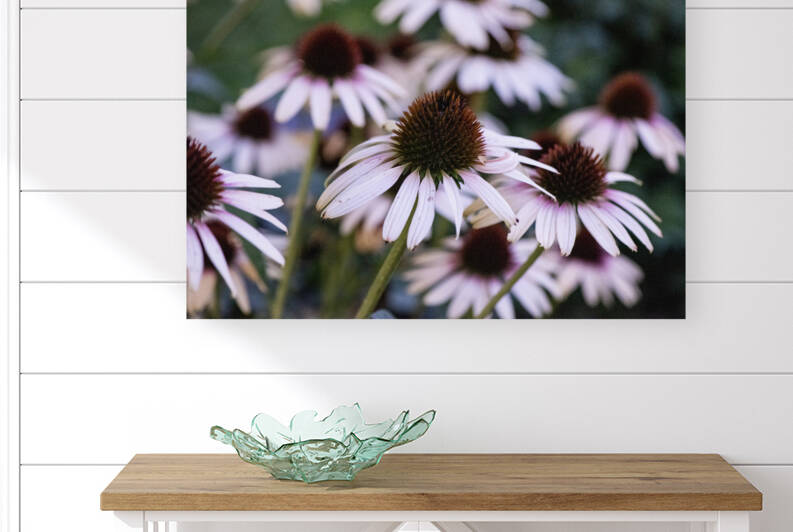 Echinace macro by Melissa Lefebvre