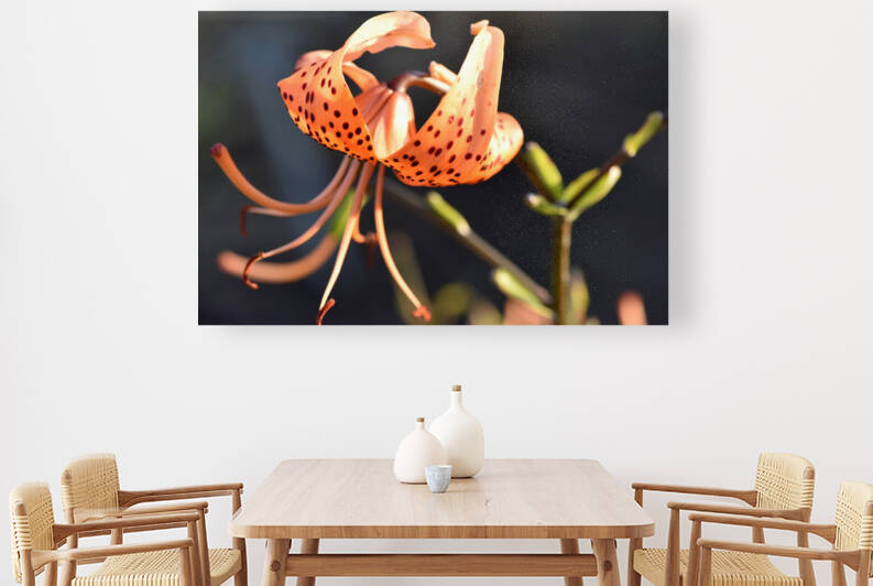 Lys au soleil dete by Melissa Lefebvre