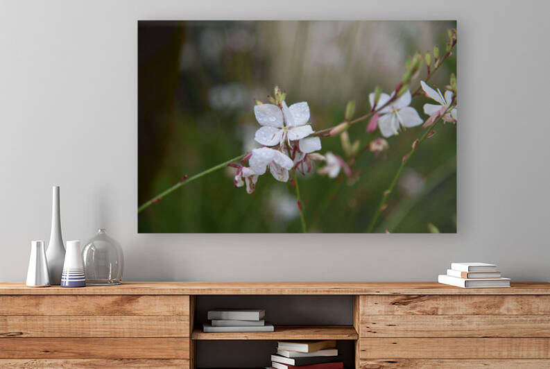 Gaura by Melissa Lefebvre