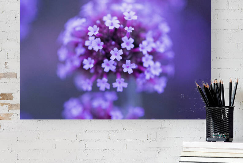 Fleurs mauve verveine macro by Melissa Lefebvre