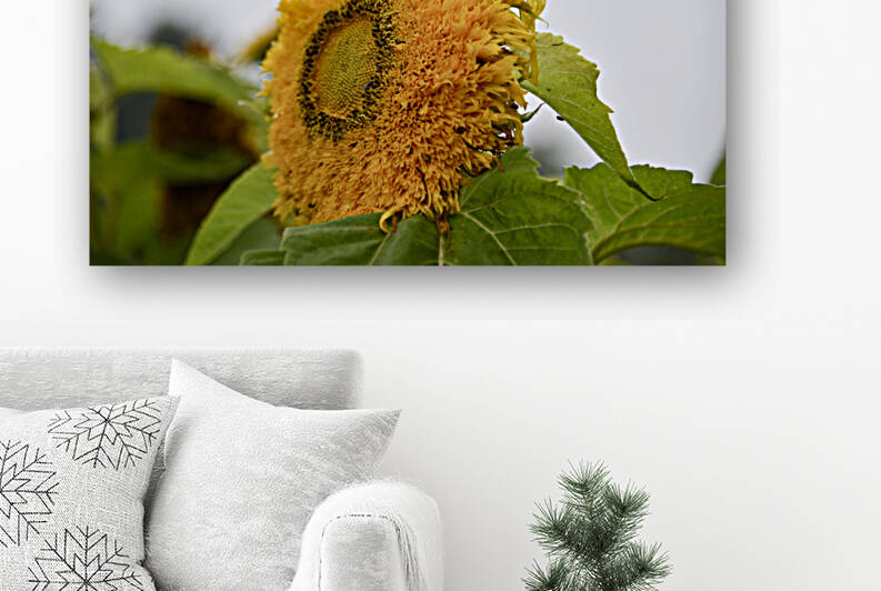 Tournesol macro by Melissa Lefebvre