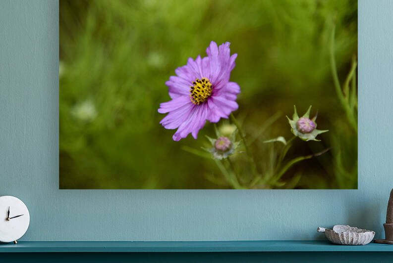 Cosmos solitaire by Melissa Lefebvre