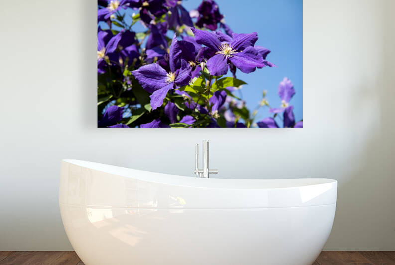 Plante mauve clematis by Melissa Lefebvre