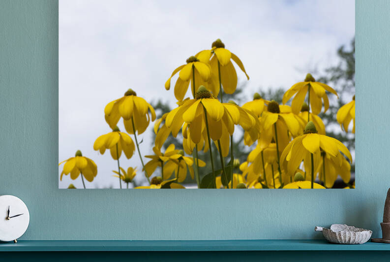 Tournesol naturel by Melissa Lefebvre