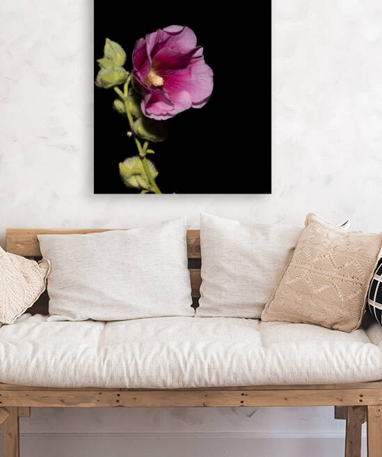 Fleurs Hisbucus rose de nuit by Melissa Lefebvre