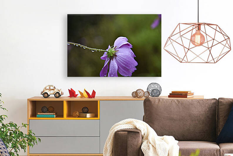 Macros sous la pluie by Melissa Lefebvre