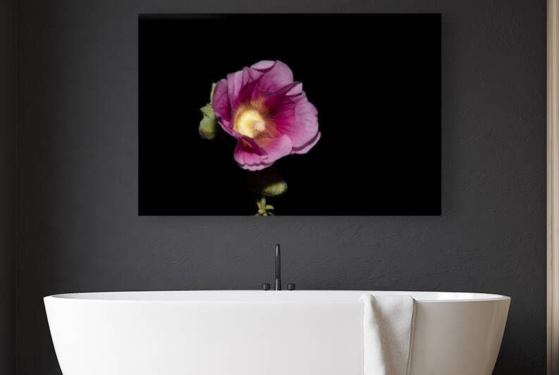 Hibiscus de nuit  by Melissa Lefebvre