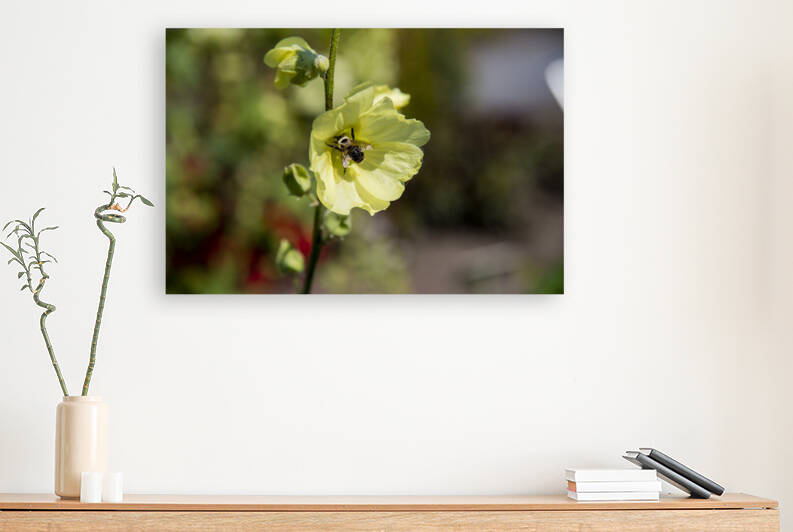 Hibiscus jaune  by Melissa Lefebvre