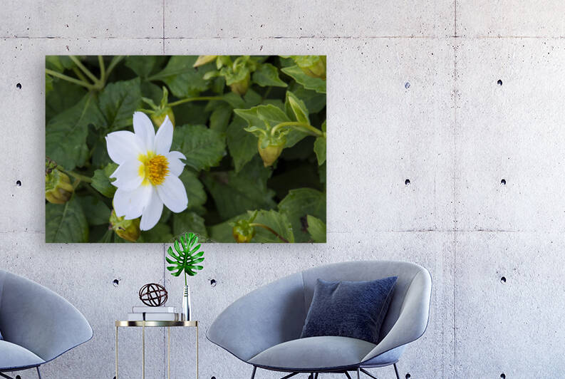 fleurs isole by Melissa Lefebvre