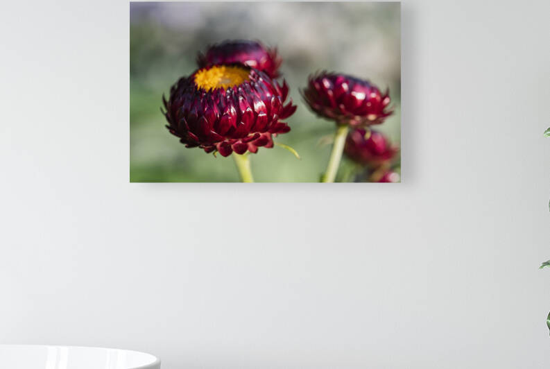  immortelle a bracteesfleur by Melissa Lefebvre