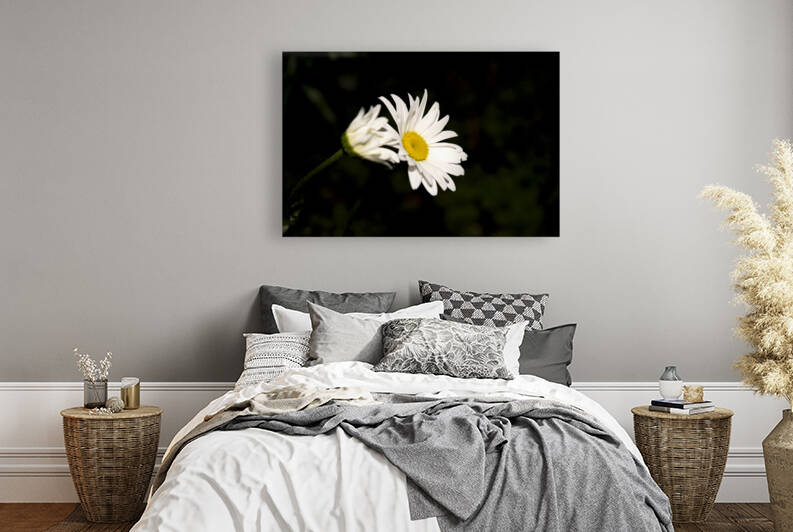 Margurite macro de nuit by Melissa Lefebvre