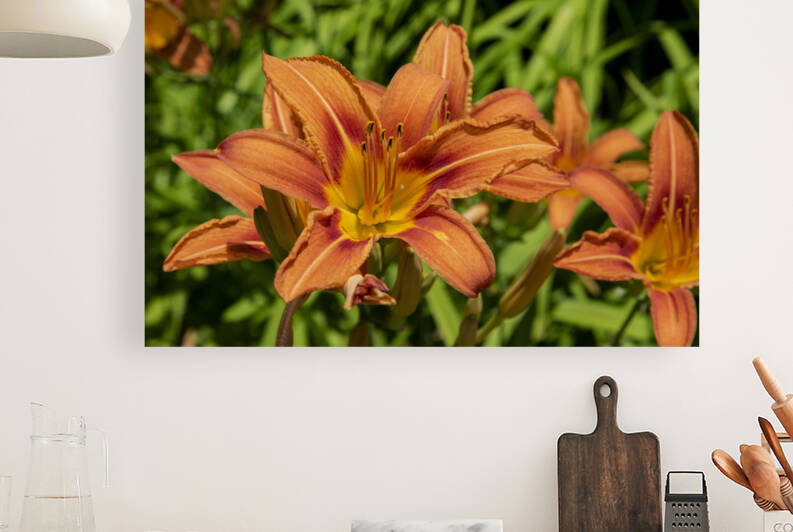 Lys orange by Melissa Lefebvre