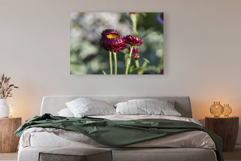 Immortel rouge macro by Melissa Lefebvre