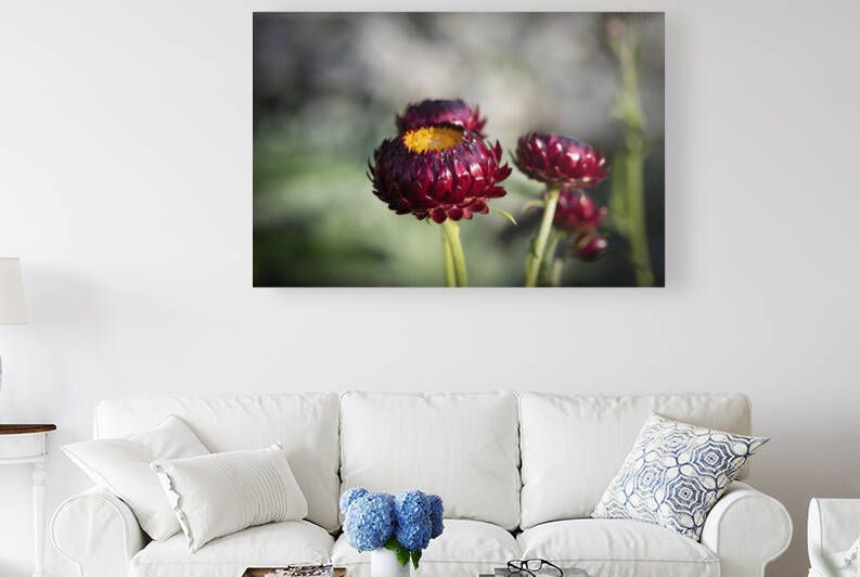  Immortelle a bracteesfleur by Melissa Lefebvre