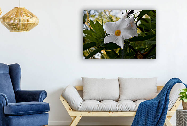 Jolie fleurs blanche inconnu by Melissa Lefebvre