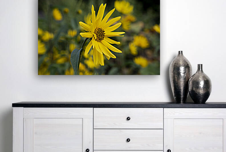 Fleurs tournesol 3 by Melissa Lefebvre