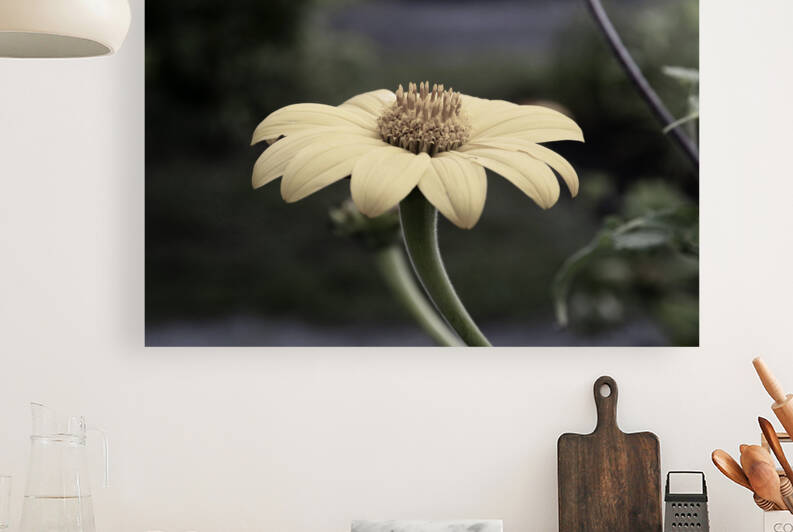 Tournesol style desature by Melissa Lefebvre