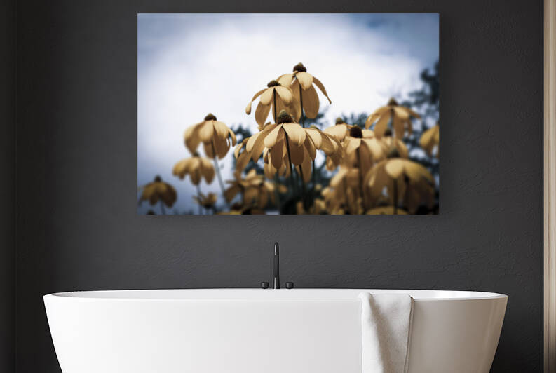 Champs de tournesol by Melissa Lefebvre