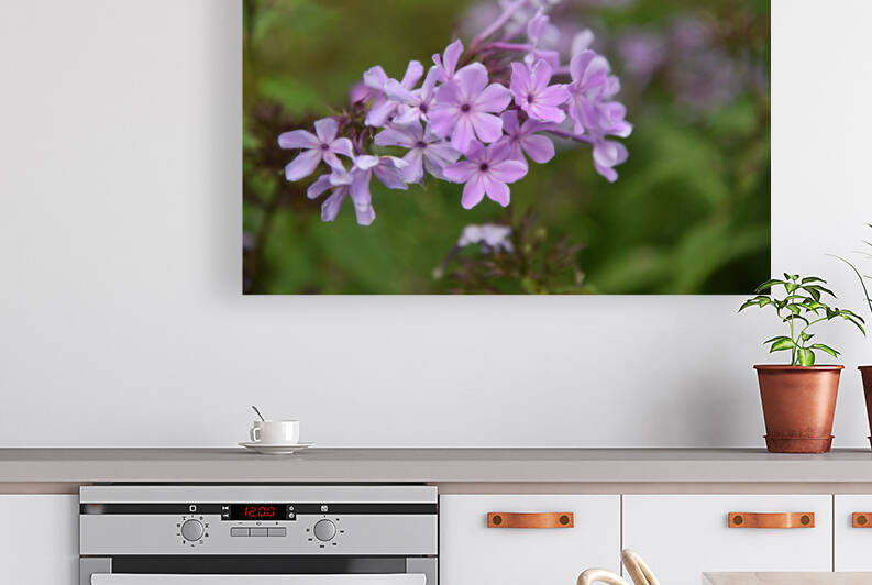 Lilas macro by Melissa Lefebvre