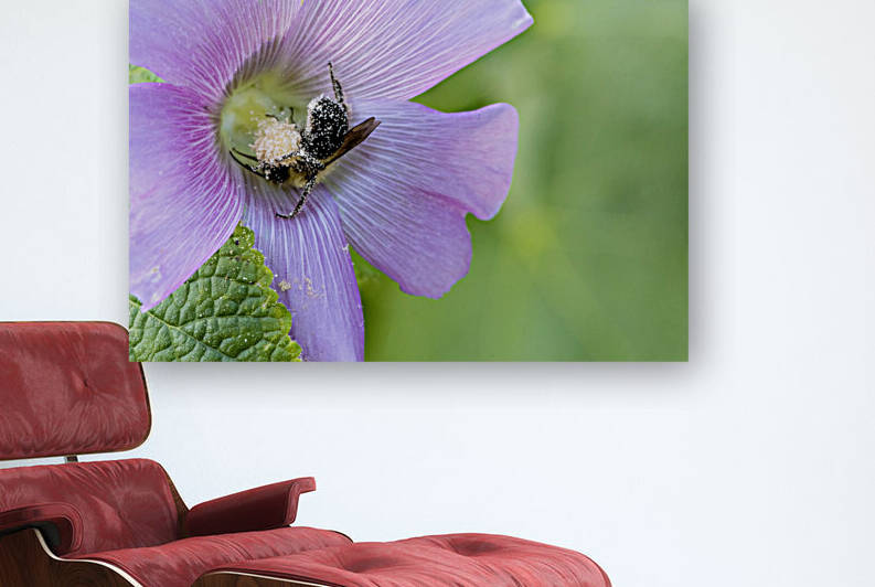 Natures Worker: Macro Image of Pollen-Covered Bee on Hibiscus by Melissa Lefebvre