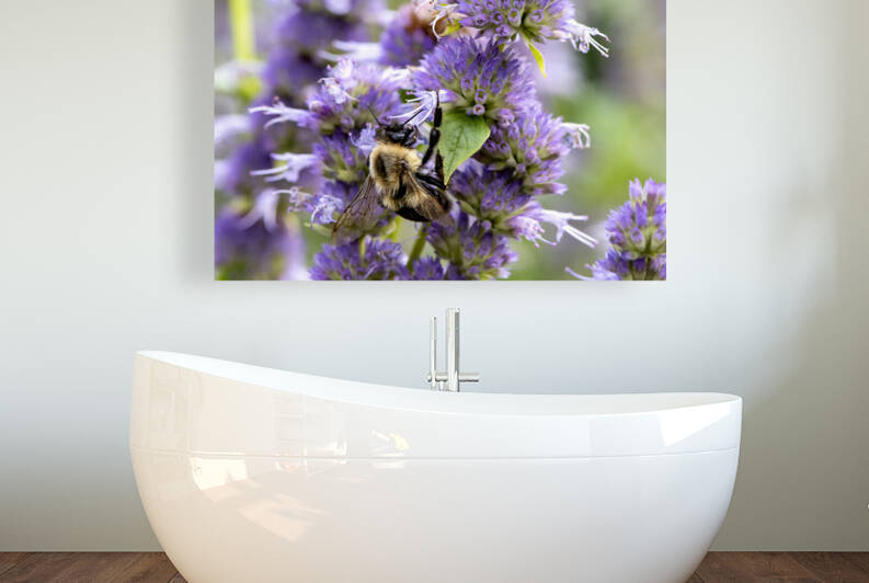  Lavender Feast: Bee on Lavender Flowers Macro Shot by Melissa Lefebvre