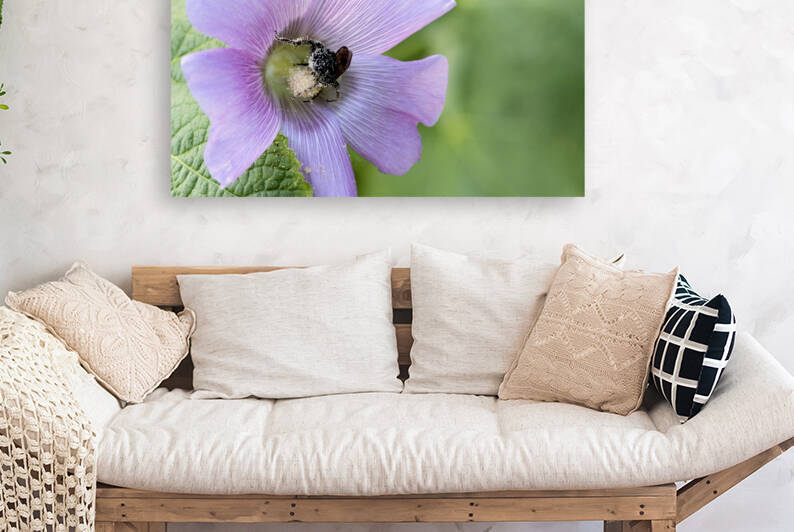  Pollen Collector: Close-Up of Bee on Pink Hibiscus by Melissa Lefebvre