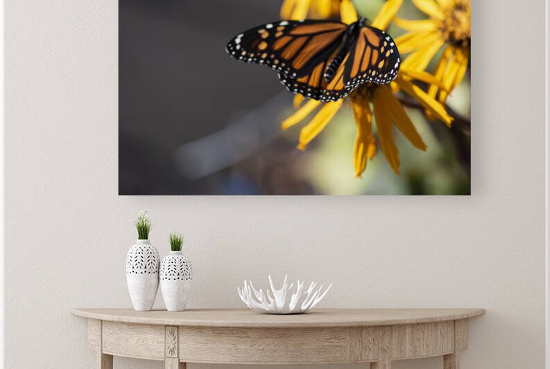Overhead Elegance: Monarch Butterfly Macro Shot by Melissa Lefebvre