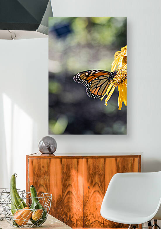  Monarch Majesty: Side View of Closed-Wing Butterfly by Melissa Lefebvre