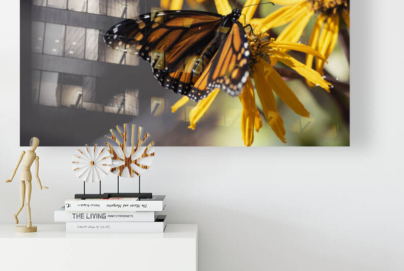 Floral Rest: Monarch Butterfly on Blooms Macro Shot by Melissa Lefebvre