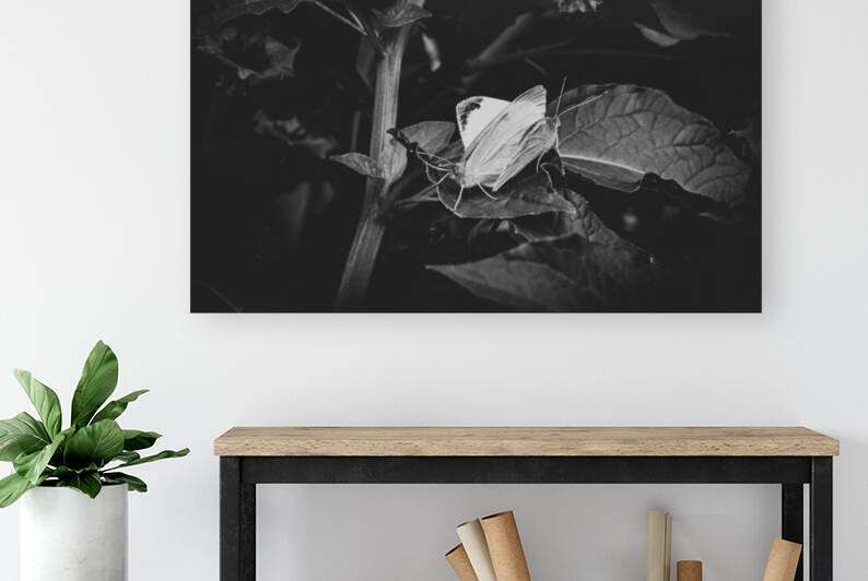 Monochrome Intimacy: Mating Butterflies in Black and White by Melissa Lefebvre