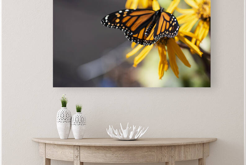 Monarch Majesty: Top View Macro Shot by Melissa Lefebvre