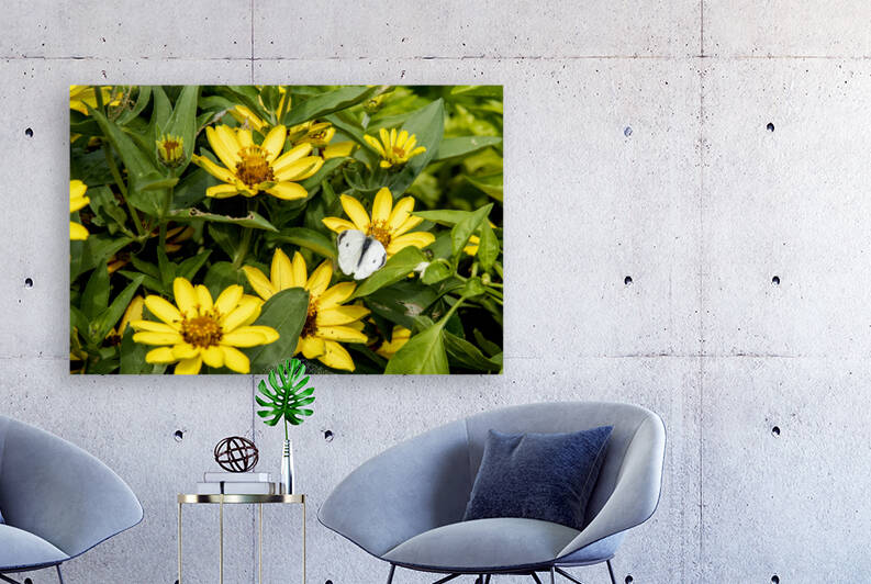 Sunflower Frolic: White Butterfly on Sunflowers by Melissa Lefebvre