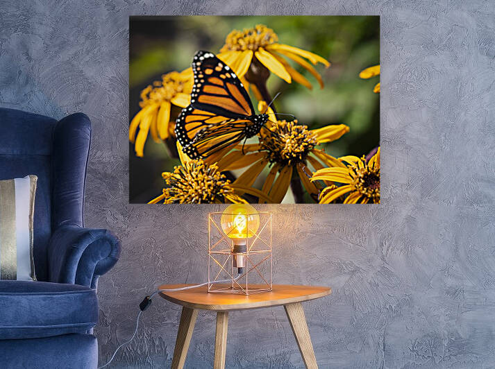 Macro Majesty: Top View of Open-Winged Monarch Butterfly by Melissa Lefebvre