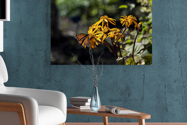 Distant Monarch: Butterfly on Yellow Flowers by Melissa Lefebvre