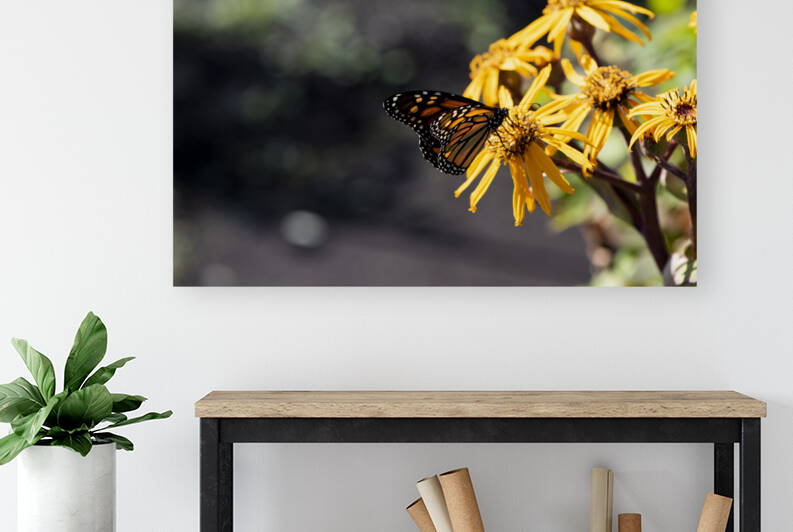 Macro Majesty: Monarch Butterfly and Flowers 2 by Melissa Lefebvre
