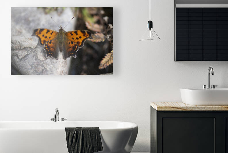 Resting Radiance: Orange-Winged Butterfly on Grey Rock by Melissa Lefebvre