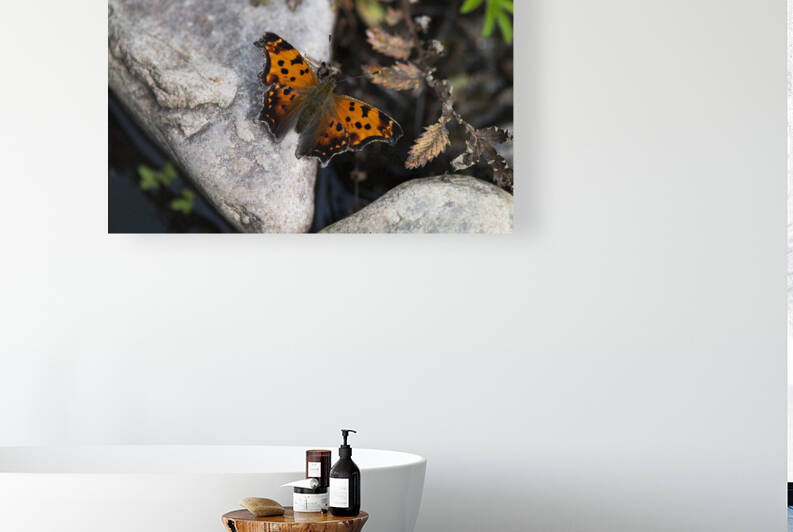 Macro Serenity: Butterfly on Rock by Melissa Lefebvre