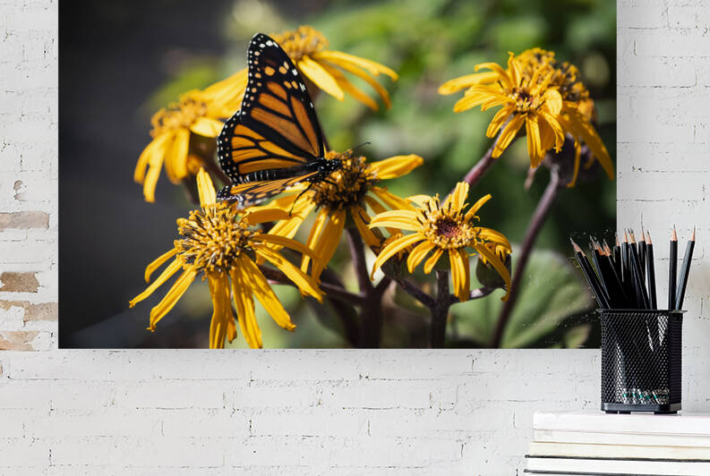 Monarch Unveiled: Open-Winged Butterfly on Flowers by Melissa Lefebvre
