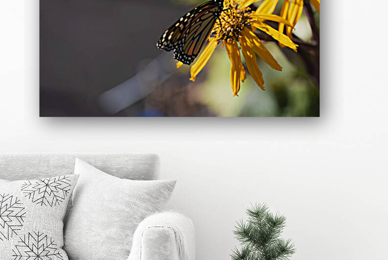 Monarch Majesty: Butterfly on Yellow Flower by Melissa Lefebvre