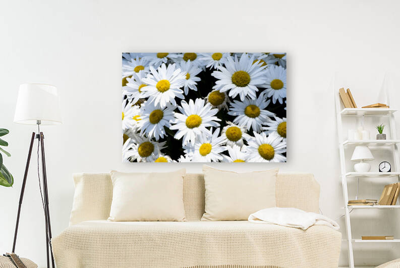 Harmonie naturelle : Decouvrez la delicatesse dun tapis de marguerites blanches en macro by Melissa Lefebvre